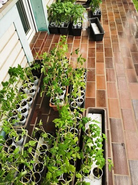 Zelenjavne sadike in projekt »Varno in spodbudno učno okolje« (9)